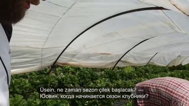 Клубника 9 месяцев в году. Турция смотреть онлайн