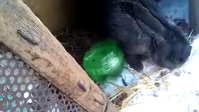 Топ 5 самых опастных болезний кроликов смотреть онлайн