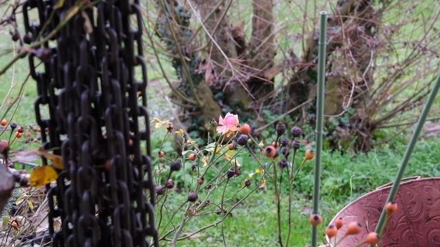 Fujifilm XF 18-120mm f4 LM PZ WR полный тест смотреть онлайн