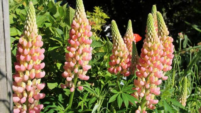 Люпин многолетний: посадка и уход в открытом грунте смотреть онлайн