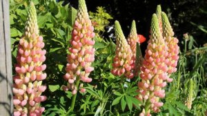 Люпин многолетний: посадка и уход в открытом грунте