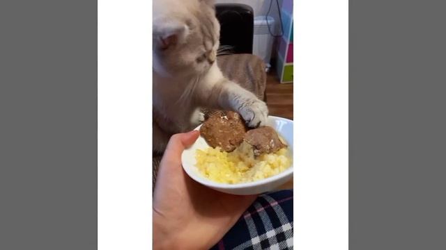 Кот ворует еду из тарелки