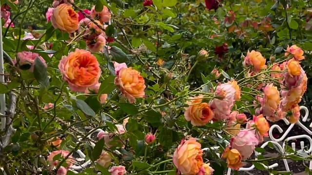 Roses Liverpool Echo