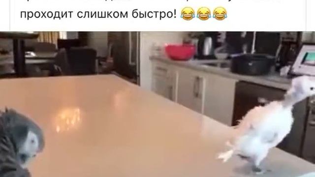 Попугай жжет