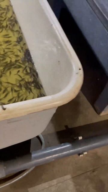 Малек Русского осетра #shortvideo #белугафиш #осетроваяферма #узв #осетр #fish смотреть онлайн