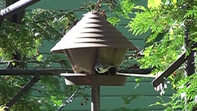 Crested tit (Parus cristatus) смотреть онлайн