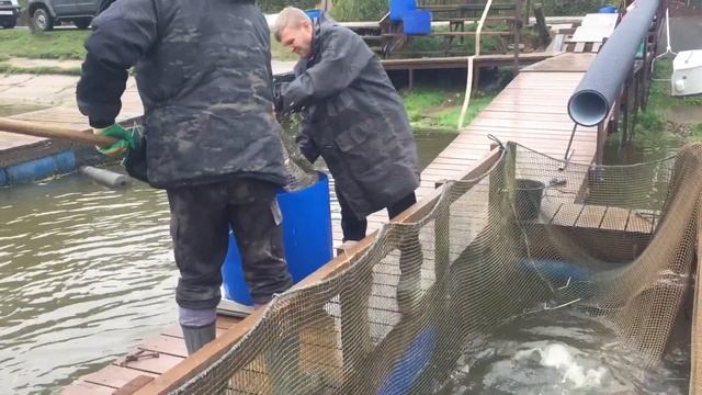 Ежедневный запуск форели в ВИП водоём !!!