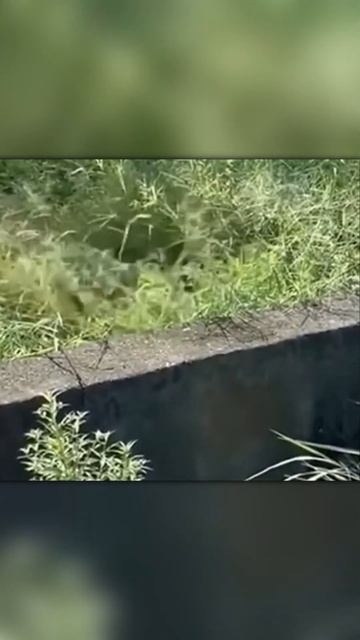 Кошка Поймала Огромную Крысу смотреть онлайн