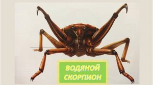 Водяной скорпион. Познавательное видео. Видео для детей. Насекомые нашей планеты. Любопытные факты.