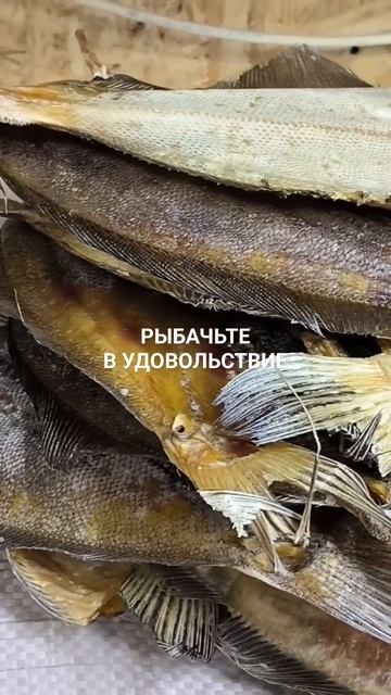 Вяленый ёрш отправляется в Минеральные Воды для Михаила