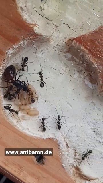 Camponotus ligniperda #antkeeping #ameisen смотреть онлайн