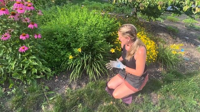Daylily Varieties That Are Just PERFECT for Your Pollinator or Cottage Garden смотреть онлайн