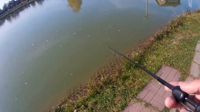 Пару минут на безлимите и форель поймана