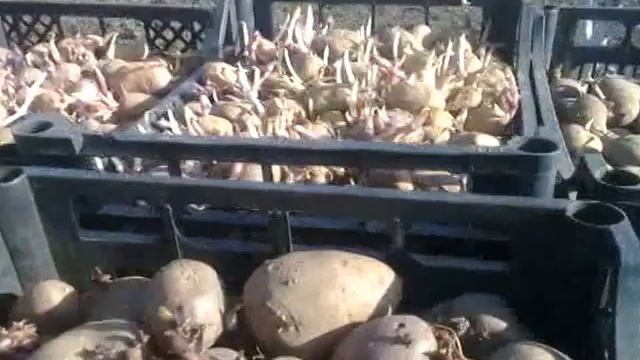 начало посадки картофеля. часть 1 смотреть онлайн