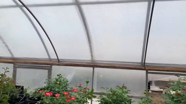 Посылаю «одуванчики»)) смотреть онлайн