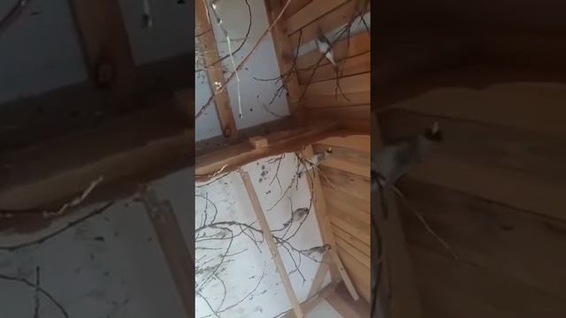 Чоркух смотреть онлайн