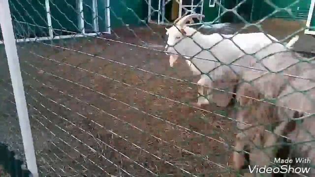 Птичий рынок смотреть онлайн