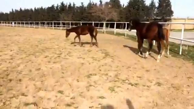 Inglish, arabian and karabakh fillis 10, 8, 7 month old смотреть онлайн
