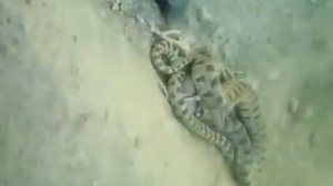 Мори калонтарин дар Точикистон!!!!