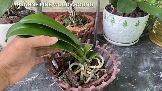 How to replant leaf-rotten orchids to quickly root and flower смотреть онлайн
