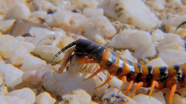 Succulents in Natural habitat... Namaqualand, South Africa. смотреть онлайн