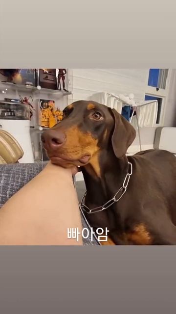 jungkook New Instagram story 🐶💜😍☺💖✨🤗🥰 смотреть онлайн