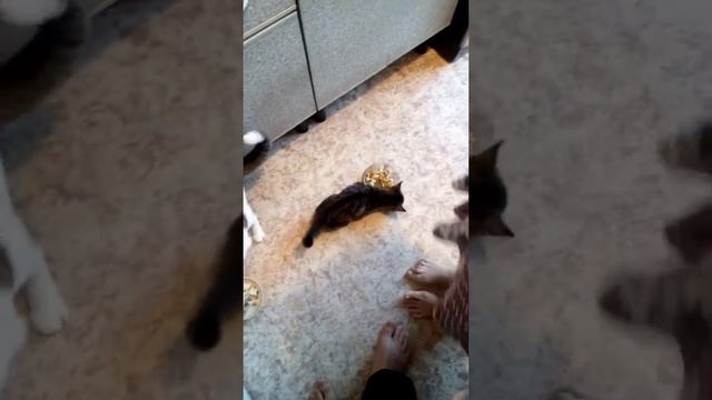 Котенок жадина ненасытная. смотреть онлайн
