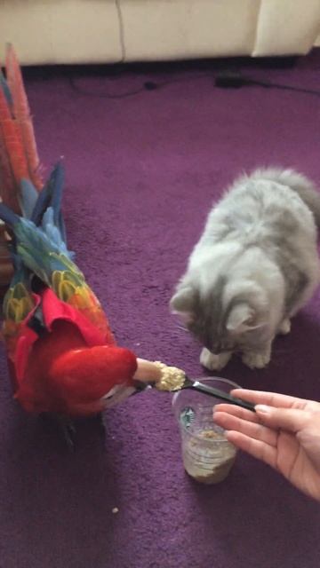 Macaw and Cat eating from the same spoon смотреть онлайн