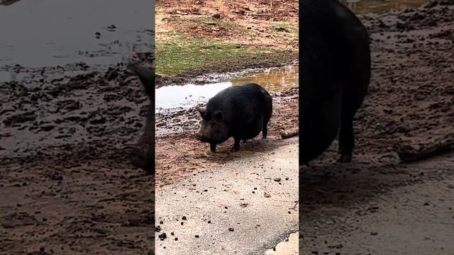 Wild pig digging into soil смотреть онлайн