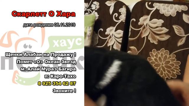 Скарлетт О Хара #1 щенок Алабая на Продажу Помет О Видео от 15.11.19 смотреть онлайн