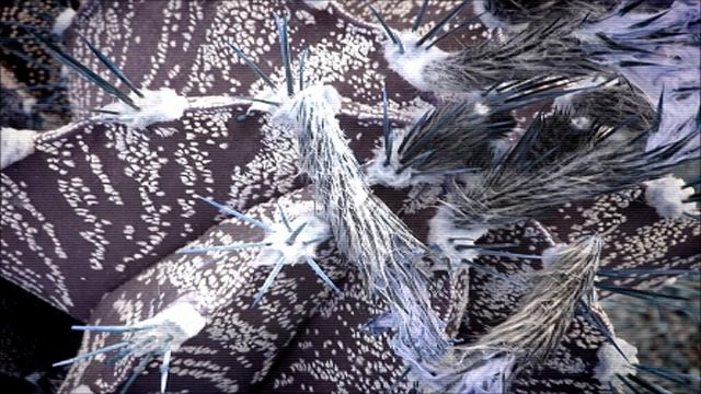 Synapse - Junglitch смотреть онлайн