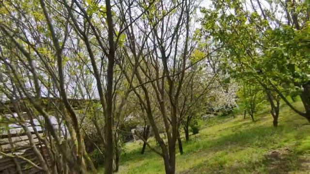 76. Обрезаю деревья, прибираю в саду. смотреть онлайн
