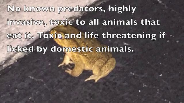 Cane Toad Rhinella Marina reproducing SW Florida