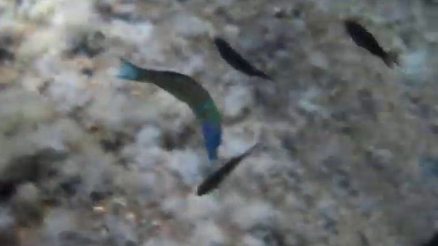 DSCN0509 inseguendo la donzella pavonina смотреть онлайн