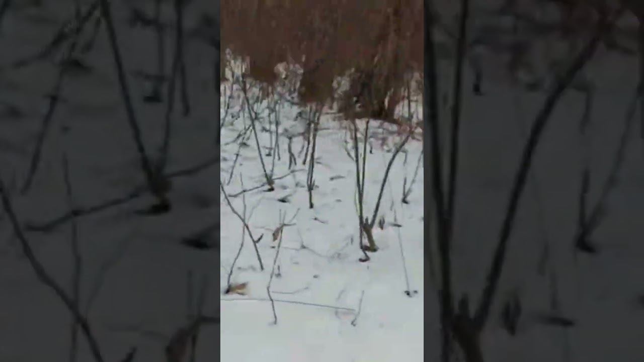 Прибрежная защитная полоса и водоохранная зона 16.02.2025 #shorts смотреть онлайн