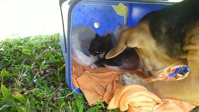 ШриЛанкийский мой котенок в 2011 году.