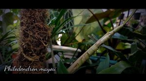 philodendron mayoii