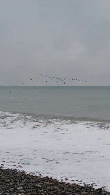 Птицы на чёрном море смотреть онлайн