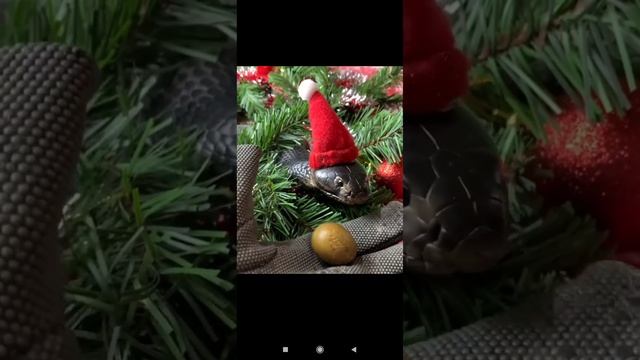 Ручная змея почти смотреть онлайн