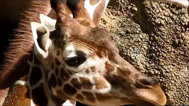 giraffe Philadelphia zoo смотреть онлайн