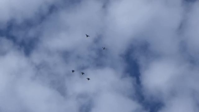 Голуби, остатки. смотреть онлайн