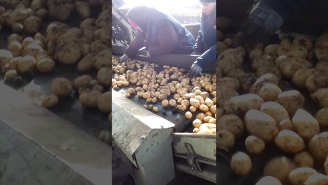 Уборка картофеля комбайном е 686 смотреть онлайн