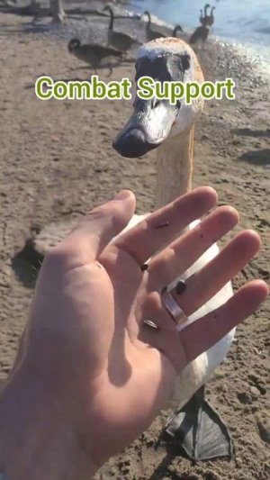Canada Geese Military