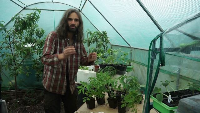 How I grow STRONG NOT LEGGY tomato plants смотреть онлайн