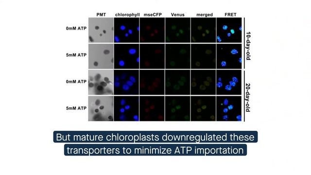 How chloroplasts keep plants running efficiently смотреть онлайн