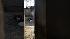 спаривание уток