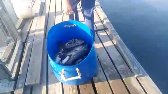 Зарыбление водоёма башкирским карпом