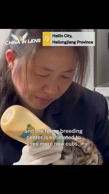 Breeding center in China welcomes over 30 Siberian tiger cubs | China in Lens смотреть онлайн