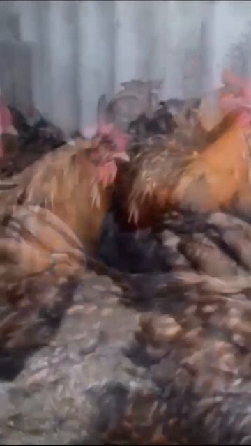Куры породы Орпингтон #shortvideo смотреть онлайн