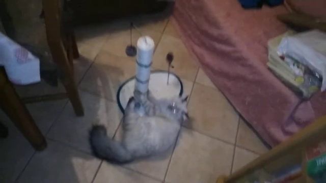 Кошка Мелисса смотреть онлайн